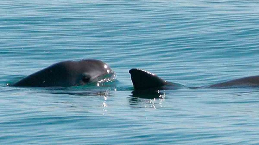 Vaquita marina puede sobrevivir eliminando redes de pesca: estudio