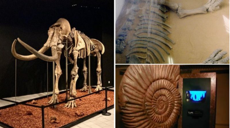 ¡Puro mamut! Estos lugares albergan impresionantes fósiles encontrados en CDMX