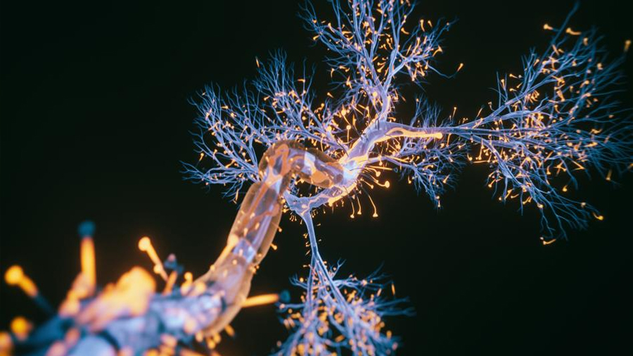 Descubren el tipo específico de neuronas que mueren en la enfermedad de Parkinson