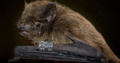 Un murciélago imita el ruido del avispón para sobrevivir