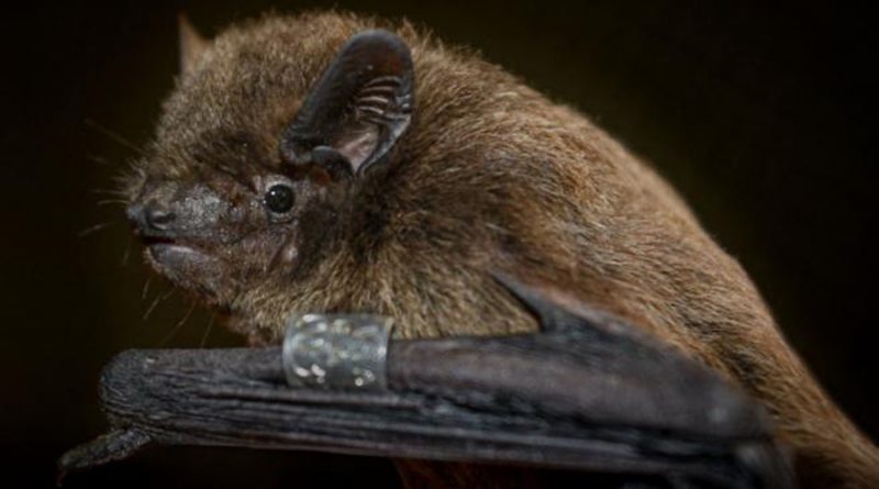 Un murciélago imita el ruido del avispón para sobrevivir