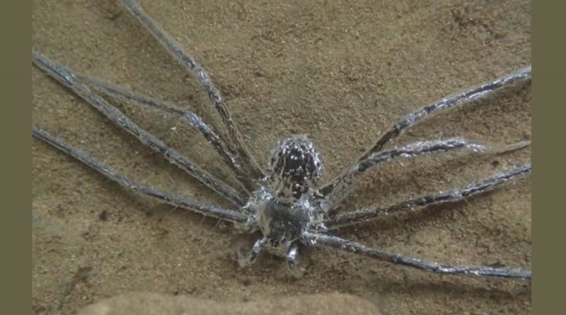 Una araña se recubre de aire para soportar media hora bajo el agua