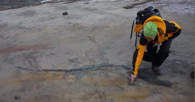 Fósil completo de una hembra de ictiosaurio preñada hallado en Chile