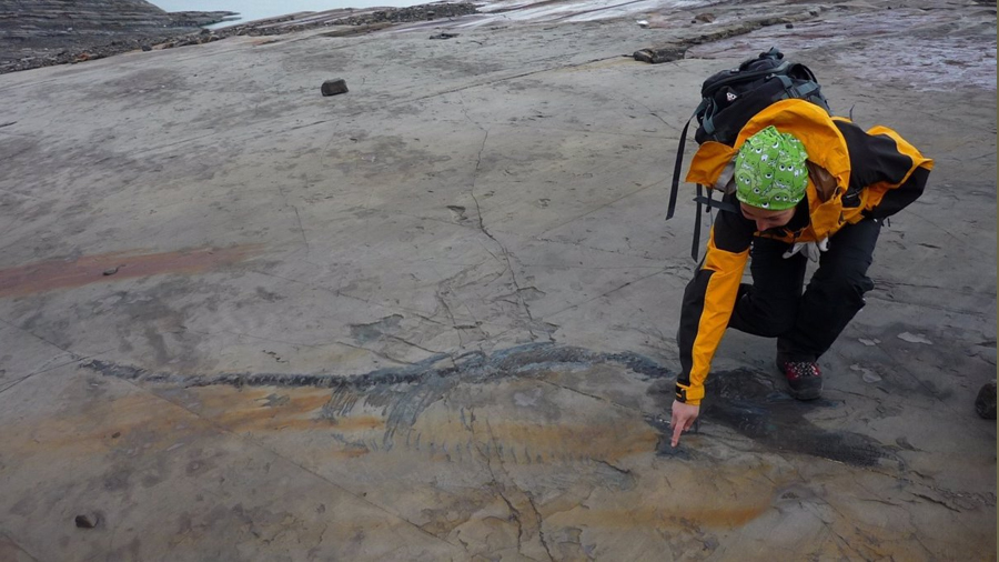 Fósil completo de una hembra de ictiosaurio preñada hallado en Chile