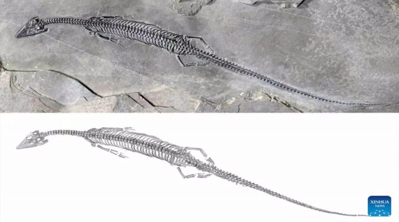 Nuevo reptil marino fósil con una cola increíblemente larga