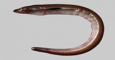 Descubren nueva especie de anguila en India