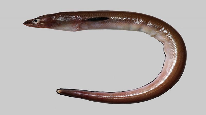 Descubren nueva especie de anguila en India