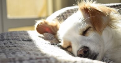 ¿Qué sucede en la cabeza de un perro cuando se mueve mientras duerme?