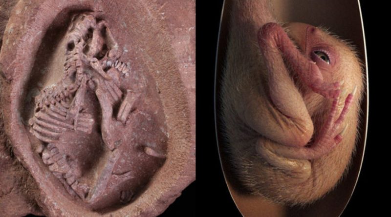 China encuentra el embrión de dinosaurio con pico de pato mejor conservado