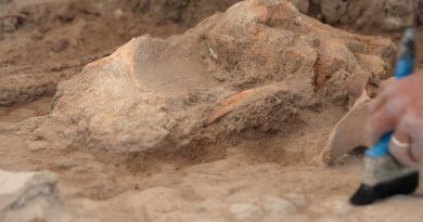 Encuentran en Oaxaca el fósil de un erizo de 30 millones de años de antigüedad