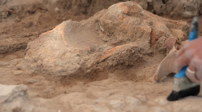 Encuentran en Oaxaca el fósil de un erizo de 30 millones de años de antigüedad