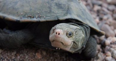 Una tortuga dada por extinta, 'resucitada' gracias al ADN ambiental