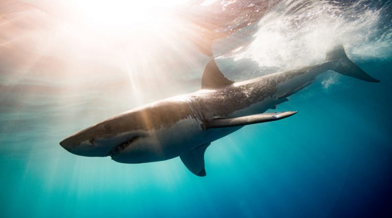 ¿Cuál es el tiburón más peligroso del mundo y cómo es su carácter?