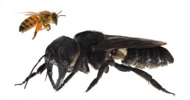 Expertos redescubren a la abeja más grande del mundo (y su hipnótica belleza)