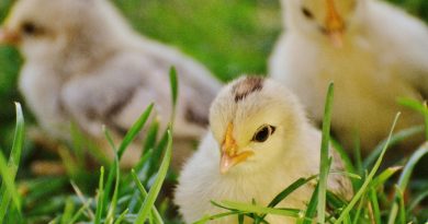 Francia empieza a experimentar para crear vacuna contra gripe aviar
