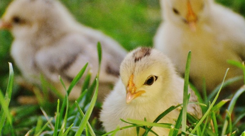 Francia empieza a experimentar para crear vacuna contra gripe aviar