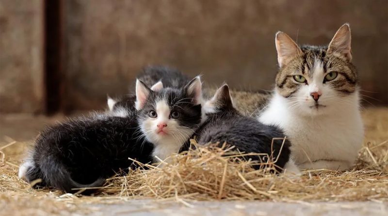 Estudio científico: los gatos recuerdan sus nombres y los de otros gatos
