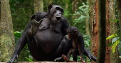Chimpancés combinan llamadas para formar numerosas secuencias vocales