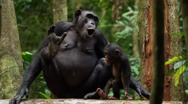 Chimpancés combinan llamadas para formar numerosas secuencias vocales
