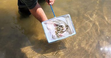 Logran criar peces nativos de Florida genéticamente puros