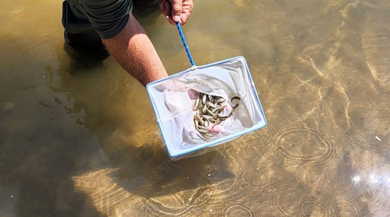 Logran criar peces nativos de Florida genéticamente puros