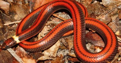 Nueva especie de serpiente descubierta en Paraguay
