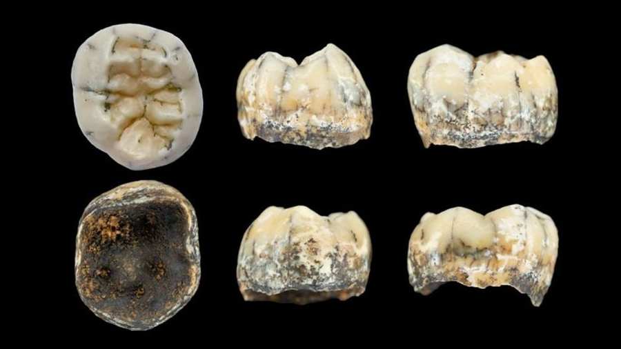 Un diente de niña oculto en una cueva arroja luz sobre los misteriosos denisovanos