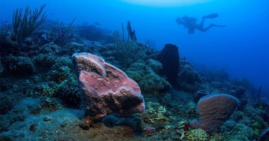 Predicen la extinción del coral para el final de siglo