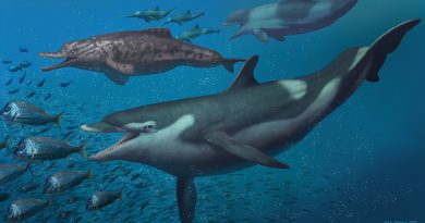 Ancestros desconocidos de delfines descubiertos en la actual Suiza