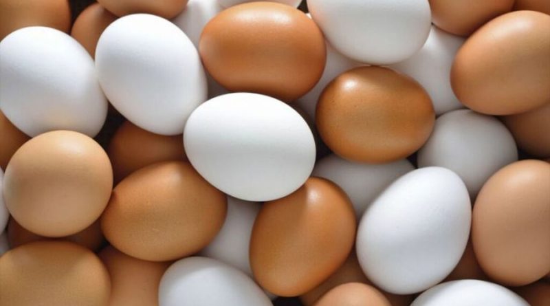 Científicos chilenos crean “súper huevos” a partir de nuevo alimento para gallinas