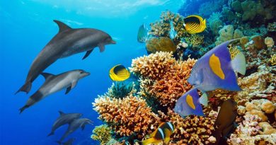 Descubren que los delfines se frotan en los corales para curarse dolencias de la piel