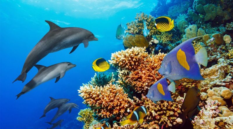 Descubren que los delfines se frotan en los corales para curarse dolencias de la piel