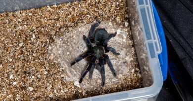 Los científicos descubren una turbia red de venta de arañas por internet