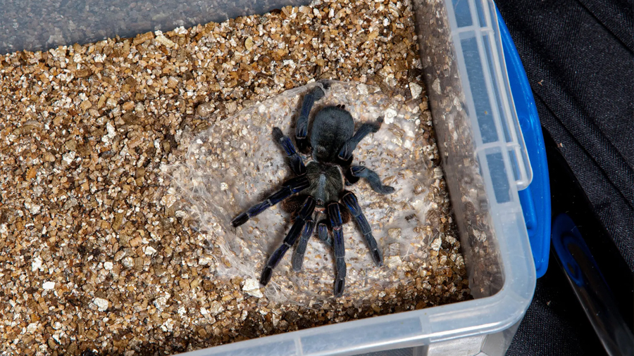Los científicos descubren una turbia red de venta de arañas por internet