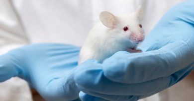 Prueban con éxito en ratones células madre para atacar el glioblastoma