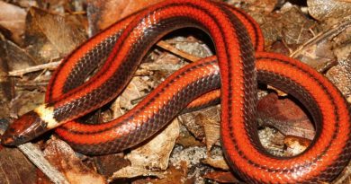 Descubren inédita especie de serpiente paraguaya