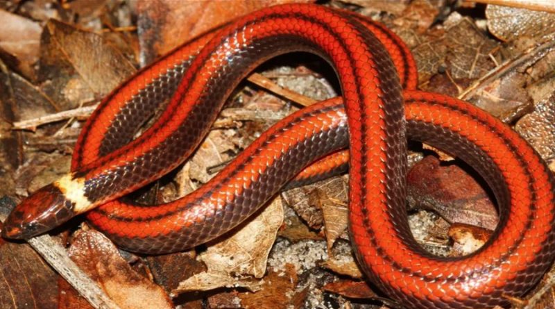 Descubren inédita especie de serpiente paraguaya