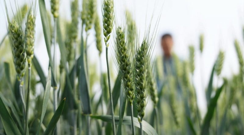 Científicos chinos descubren nuevo gen que permite elevar rendimiento del trigo