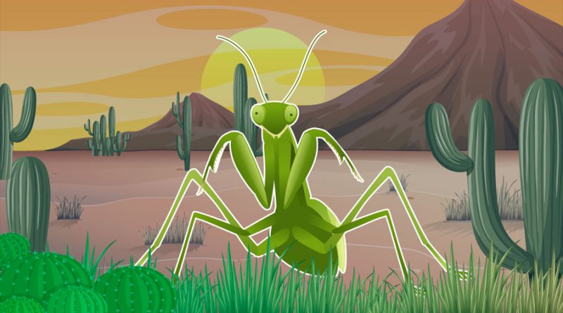 Mantis religiosa, el insecto que inspiró técnicas de artes marciales