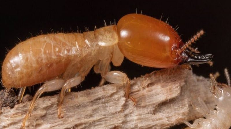 Una familia de termitas lleva atravesando océanos millones de años