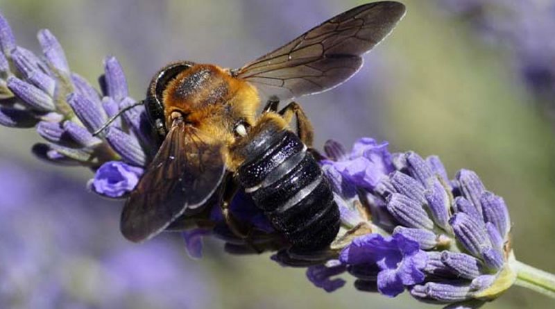 La escasa floración incrementó la presencia de la abeja invasora escultórica