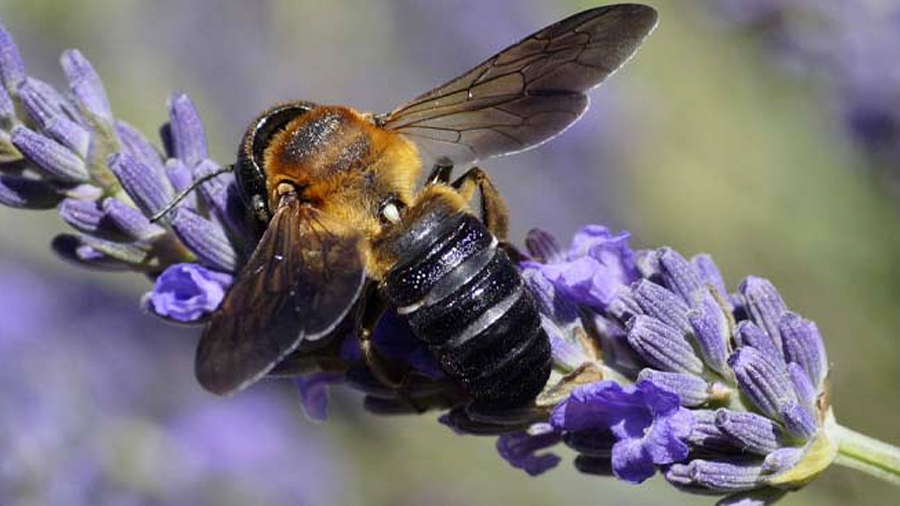 La escasa floración incrementó la presencia de la abeja invasora escultórica