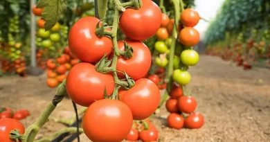 Crean tomates ricos en vitamina D