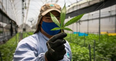 Cannabis: industria y emprendimiento