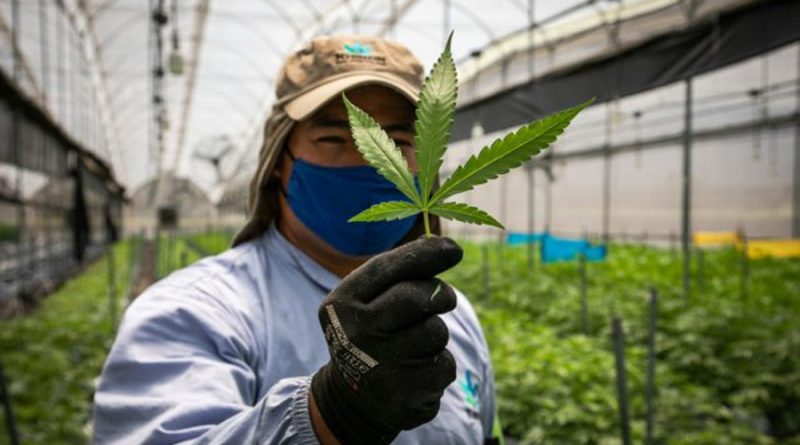 Cannabis: industria y emprendimiento
