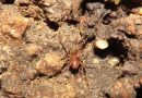 Descubierto en América primer molusco exclusivamente subterráneo