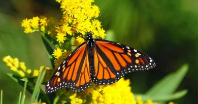 Aumenta llegada de mariposas Monarca a México; son amenazadas por cambio climático