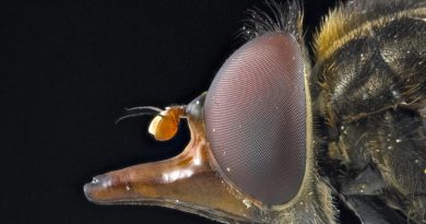 Crean una técnica para detectar drones inspirada en el ojo de una mosca