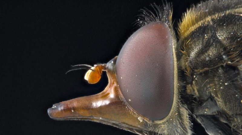 Crean una técnica para detectar drones inspirada en el ojo de una mosca