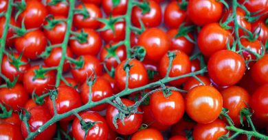 Modifican composición genética del tomate para convertirlo en una fuente rica en vitamina D